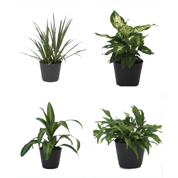 6" Premium Foliage In Deco Pot