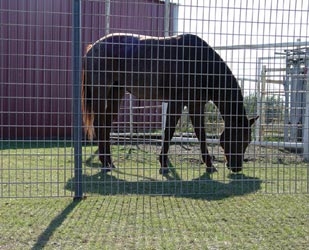 4' X 12' Horse Panel