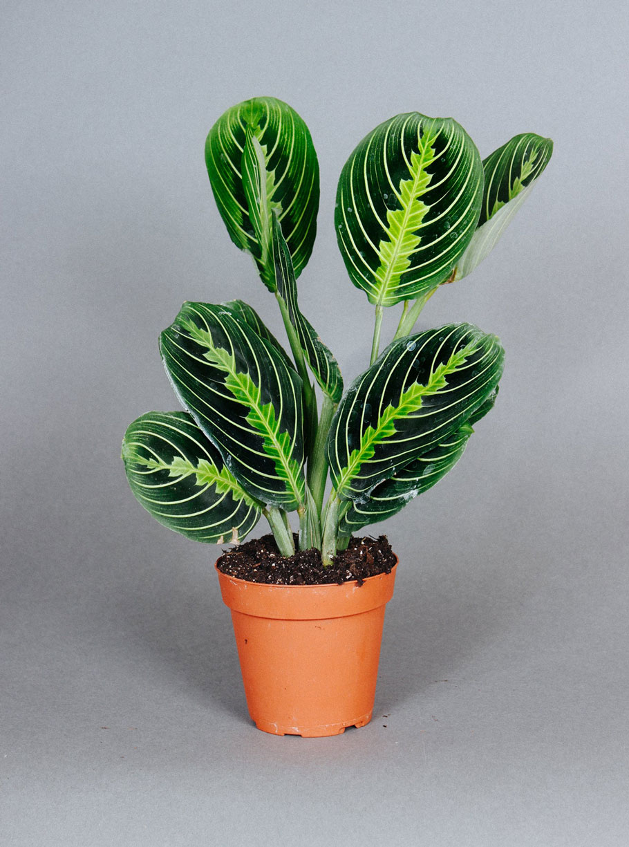 4" Lemon Lime Maranta