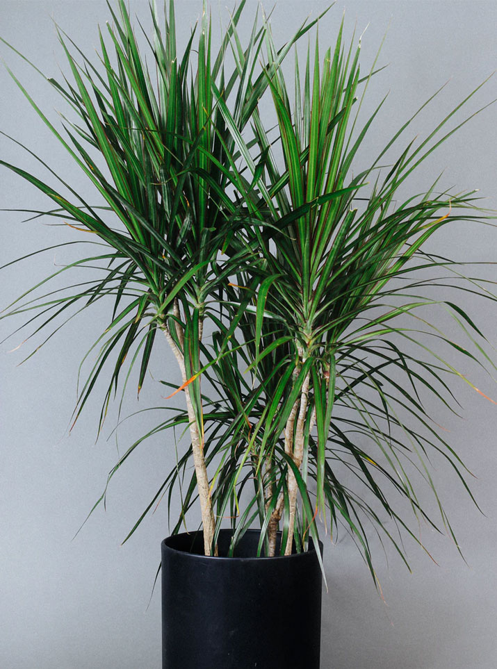 8" Dracaena Marginata