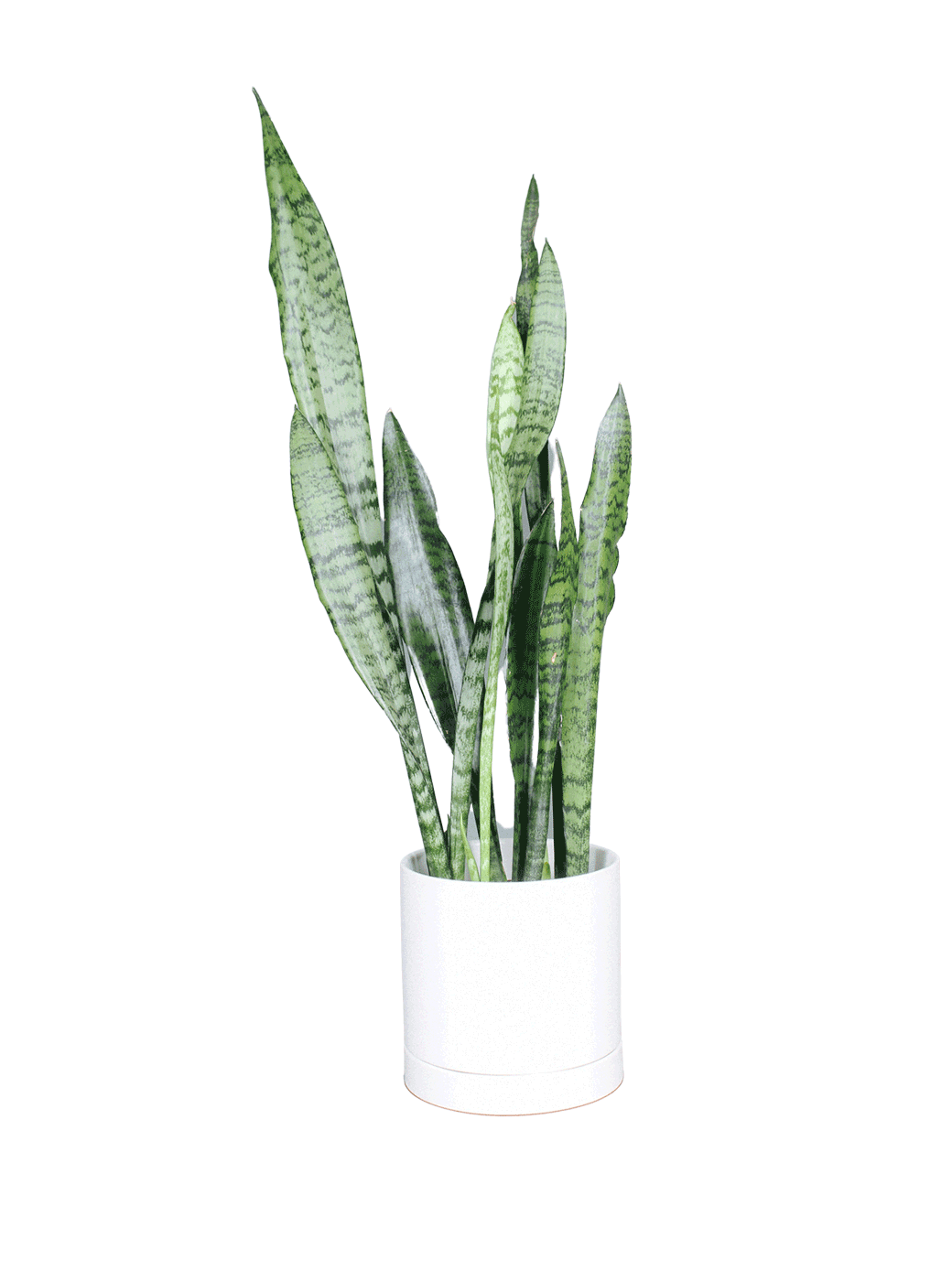 Sansevieria Zeylanica With Planter