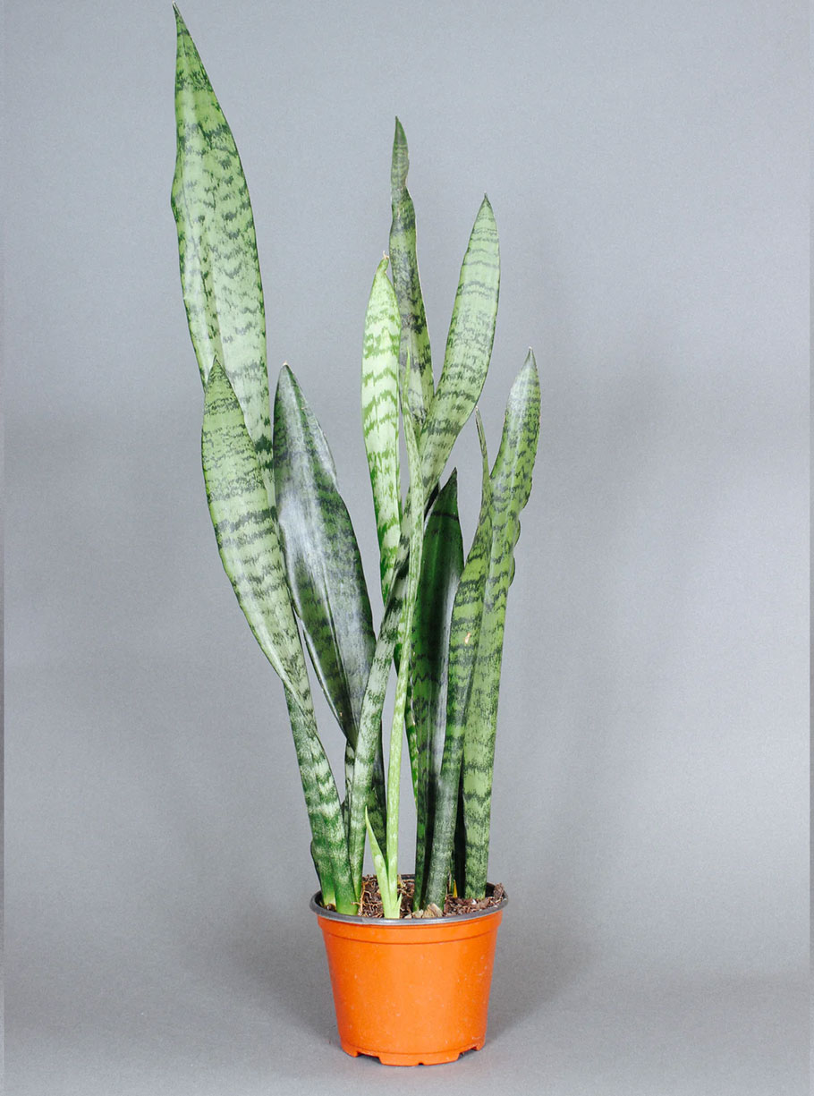 6" Sansevieria Zeylanica