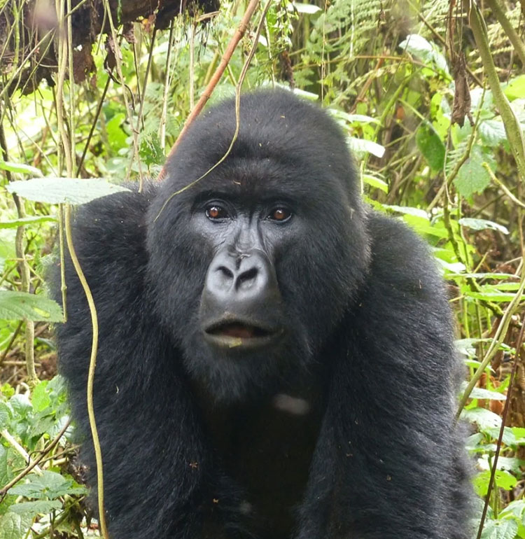 rwanda2
